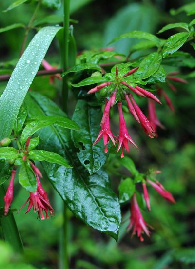 Fuchsia hartwegii, photographed by Todd Boland