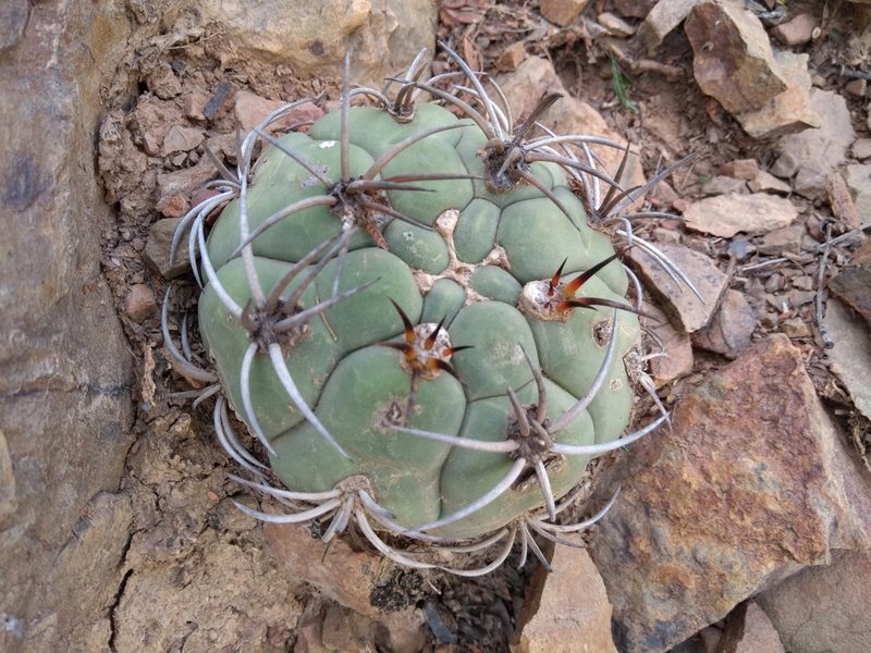 Gymnocalycium pflanzii, photographed by Naturalist Tours