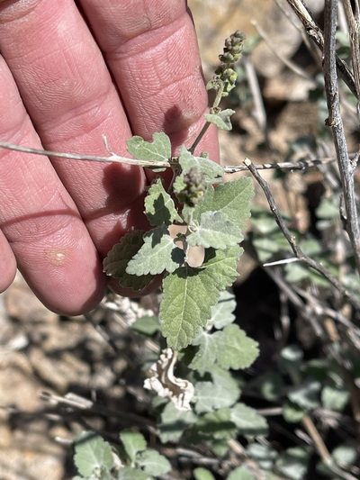 Ambrosia cordifolia, photographed by CK2AZ
