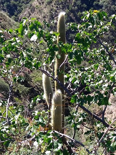 Cleistocactus tominensis, photographed by Naturalist Tours