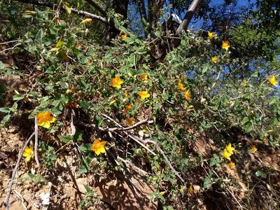 Mentzelia scabra, photographed by Naturalist Tours