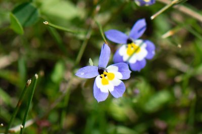 Downingia pulchella, photographed by Jonathan Eisen