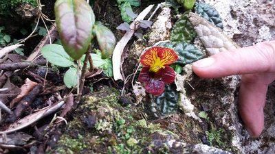 Gesneria depressa, photographed by tonyblake