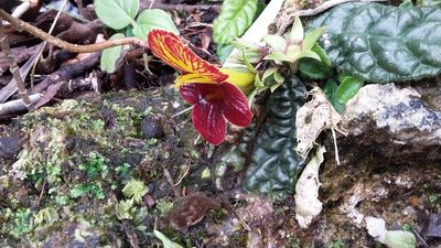 Gesneria depressa, photographed by tonyblake