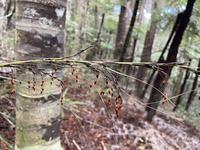 Gahnia setifolia, photographed by mcstanley