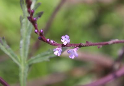 Verbena menthifolia, photographed by Millie Basden
