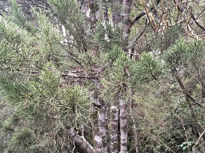 Halocarpus biformis, photographed by BIHNZ