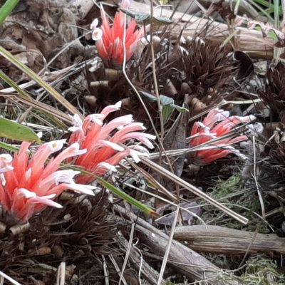 Pitcairnia heterophylla, photographed by Arthur de Jesús Chavarría Pérez
