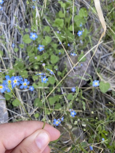 Mimophytum alienoides, photographed by Michelle Lay