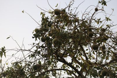 Aegle marmelos, photographed by Sabarni Sarker