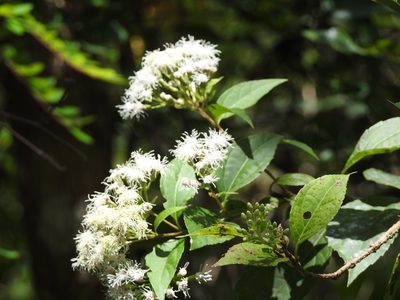 Ageratina pichinchensis, photographed by Neptalí Ramírez Marcial