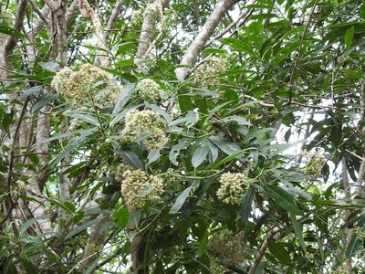 Critonia hospitalis, photographed by Neptalí Ramírez Marcial