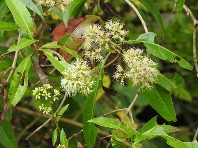 Critonia hospitalis, photographed by Neptalí Ramírez Marcial