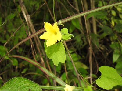 Schizocarpum longisepalum, photographed by Neptalí Ramírez Marcial