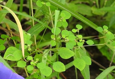 Euphorbia ocymoidea, photographed by Neptalí Ramírez Marcial