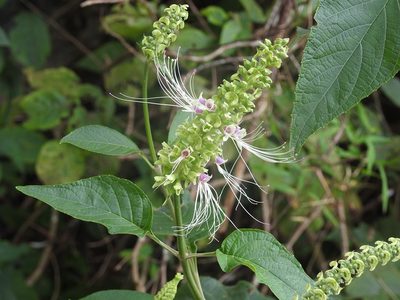 Catoferia chiapensis, photographed by Neptalí Ramírez Marcial