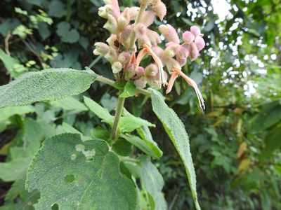 Salvia lasiantha, photographed by Neptalí Ramírez Marcial