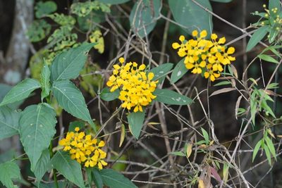 Aspicarpa hexandra, photographed by Neptalí Ramírez Marcial
