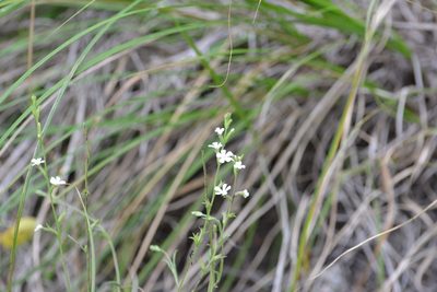 Buchnera pusilla, photographed by Neptalí Ramírez Marcial