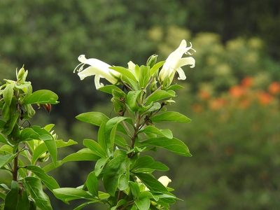 Eremogeton grandiflorus, photographed by Neptalí Ramírez Marcial
