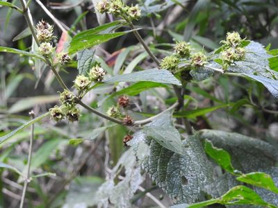 Lippia cardiostegia, photographed by Neptalí Ramírez Marcial