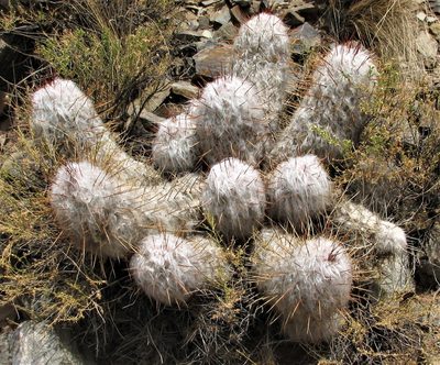 Oreocereus trollii, photographed by Peter L Achuff