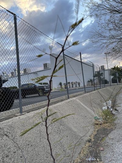 Neltuma chilensis, photographed by CK2AZ
