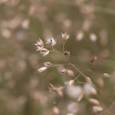 Eriachne ciliata, photographed by Kym Nicolson