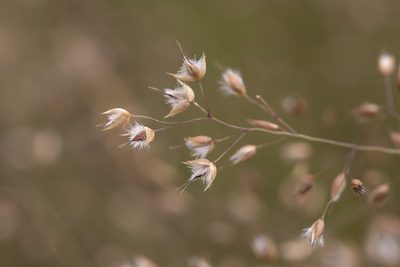 Eriachne ciliata, photographed by Kym Nicolson