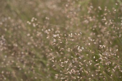 Eriachne ciliata, photographed by Kym Nicolson
