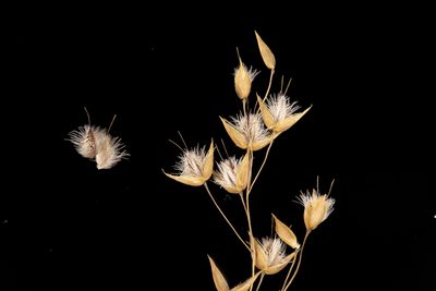 Eriachne ciliata, photographed by Kym Nicolson