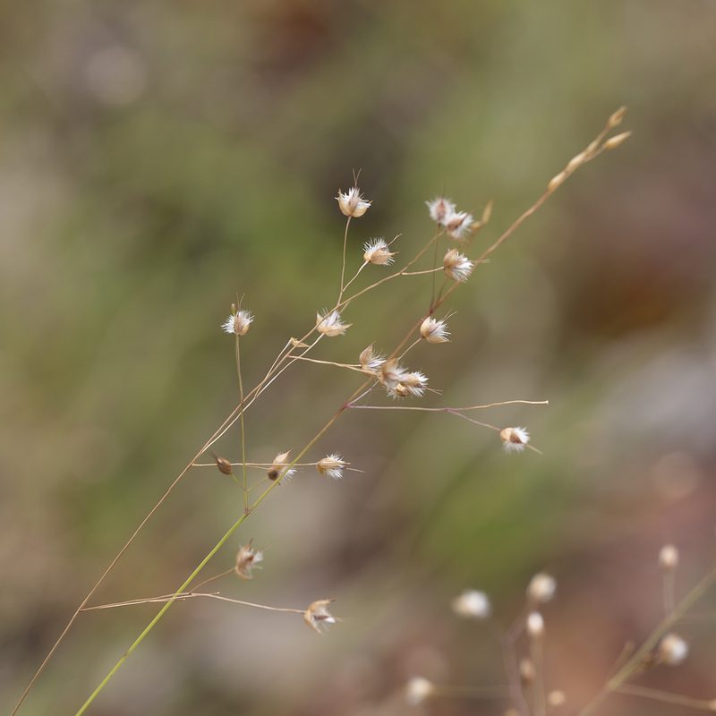 Eriachne ciliata, photographed by Kym Nicolson
