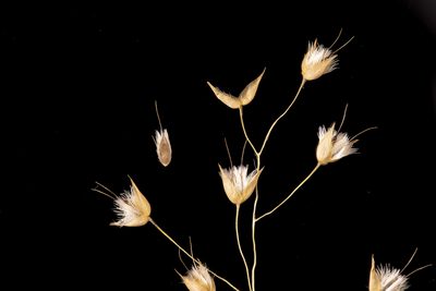 Eriachne ciliata, photographed by Kym Nicolson
