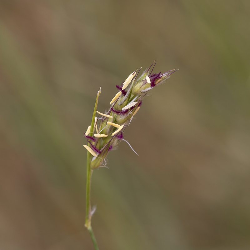 Neurachne muelleri, photographed by Kym Nicolson
