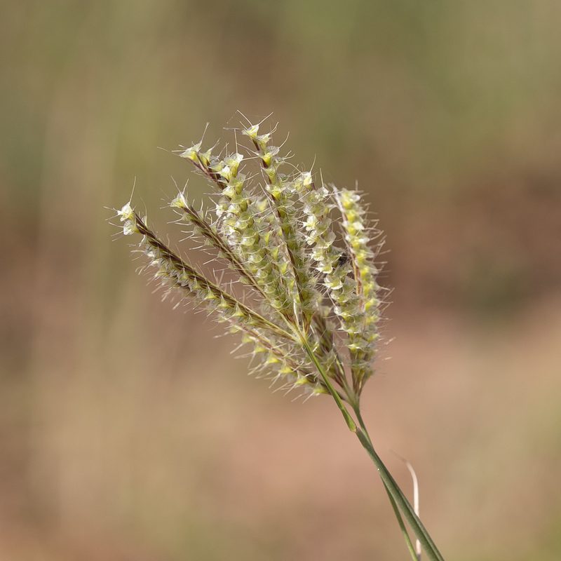 Oxychloris scariosa, photographed by Kym Nicolson