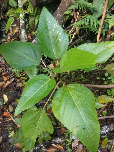 Touchardia latifolia, photographed by Kevin Faccenda