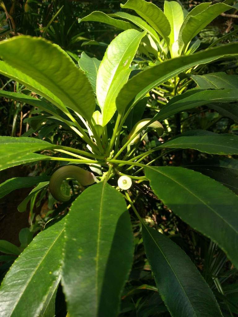 Clermontia oblongifolia, photographed by Kevin Faccenda
