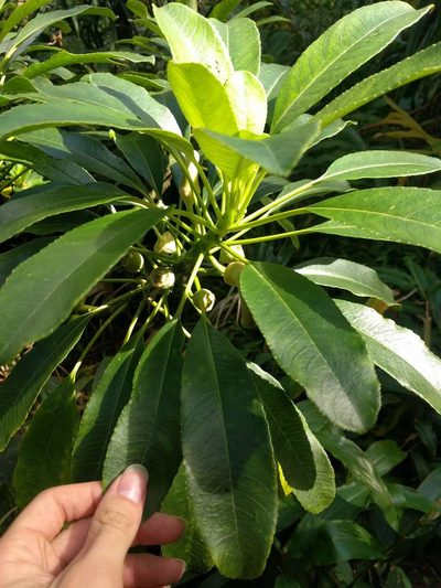Clermontia oblongifolia, photographed by Kevin Faccenda