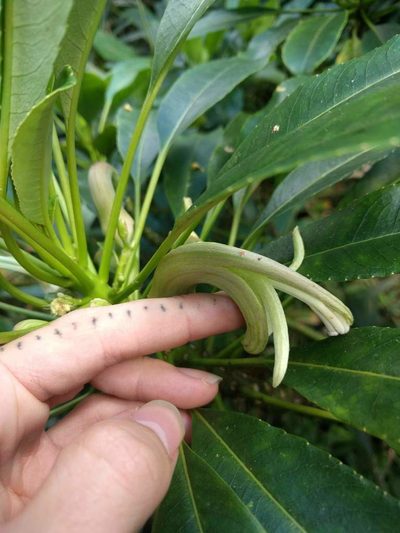 Clermontia oblongifolia, photographed by Kevin Faccenda
