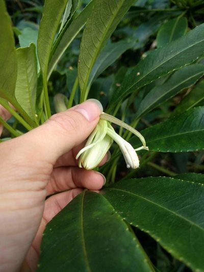 Clermontia oblongifolia, photographed by Kevin Faccenda