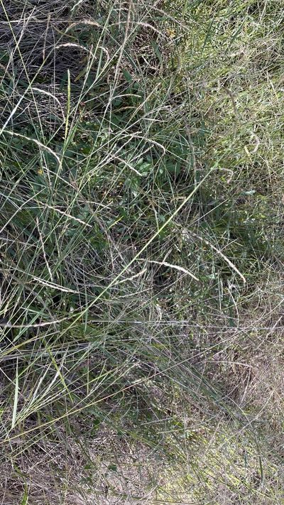 Leptochloa decipiens, photographed by Brendan McIntyre