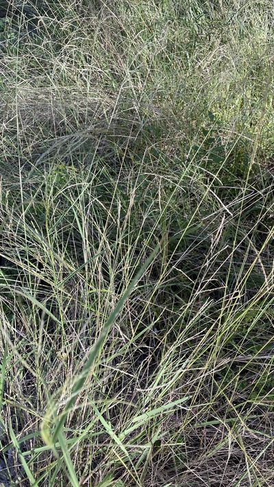 Leptochloa decipiens, photographed by Brendan McIntyre