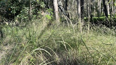 Leptochloa decipiens, photographed by Brendan McIntyre