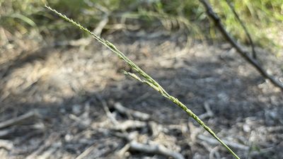 Eriochloa procera, photographed by Brendan McIntyre