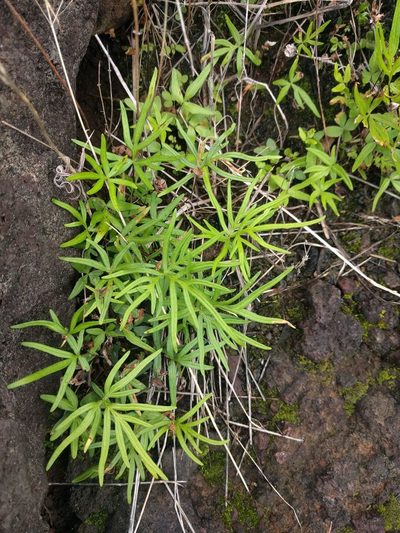 Doryopteris subdecipiens, photographed by Kevin Faccenda