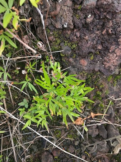 Doryopteris subdecipiens, photographed by Kevin Faccenda
