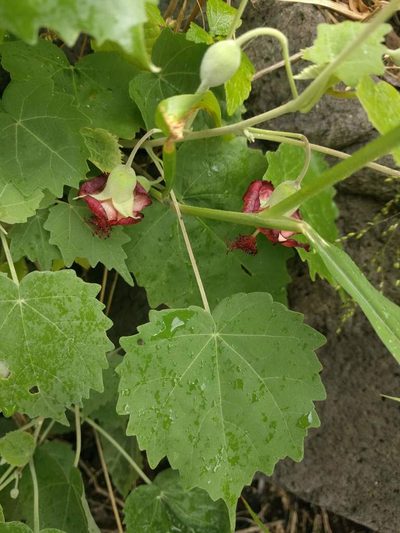 Abutilon menziesii, photographed by Kevin Faccenda