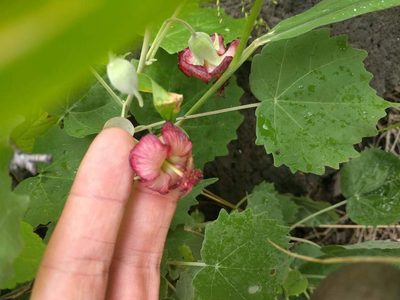 Abutilon menziesii, photographed by Kevin Faccenda