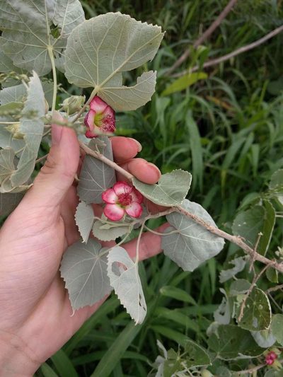 Abutilon menziesii, photographed by Kevin Faccenda