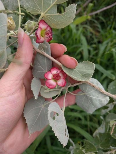 Abutilon menziesii, photographed by Kevin Faccenda
